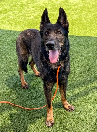 Rescue Updates: Chico, Perry, Ace, Maze, Zanky, Blue, Katana - Hope Paws Support Fund - 4ac3fc46 a6ac 43a1 8514 116d53dd945a 1