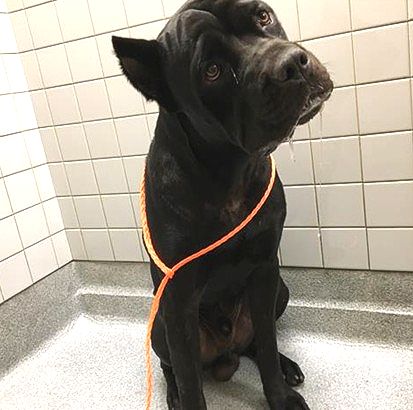 Happy Dogs - Hope Paws Support Fund Happy Dogs - Hope Paws Support Fund - 533d5130 74f5 4fb6 8b85 d5948790356b