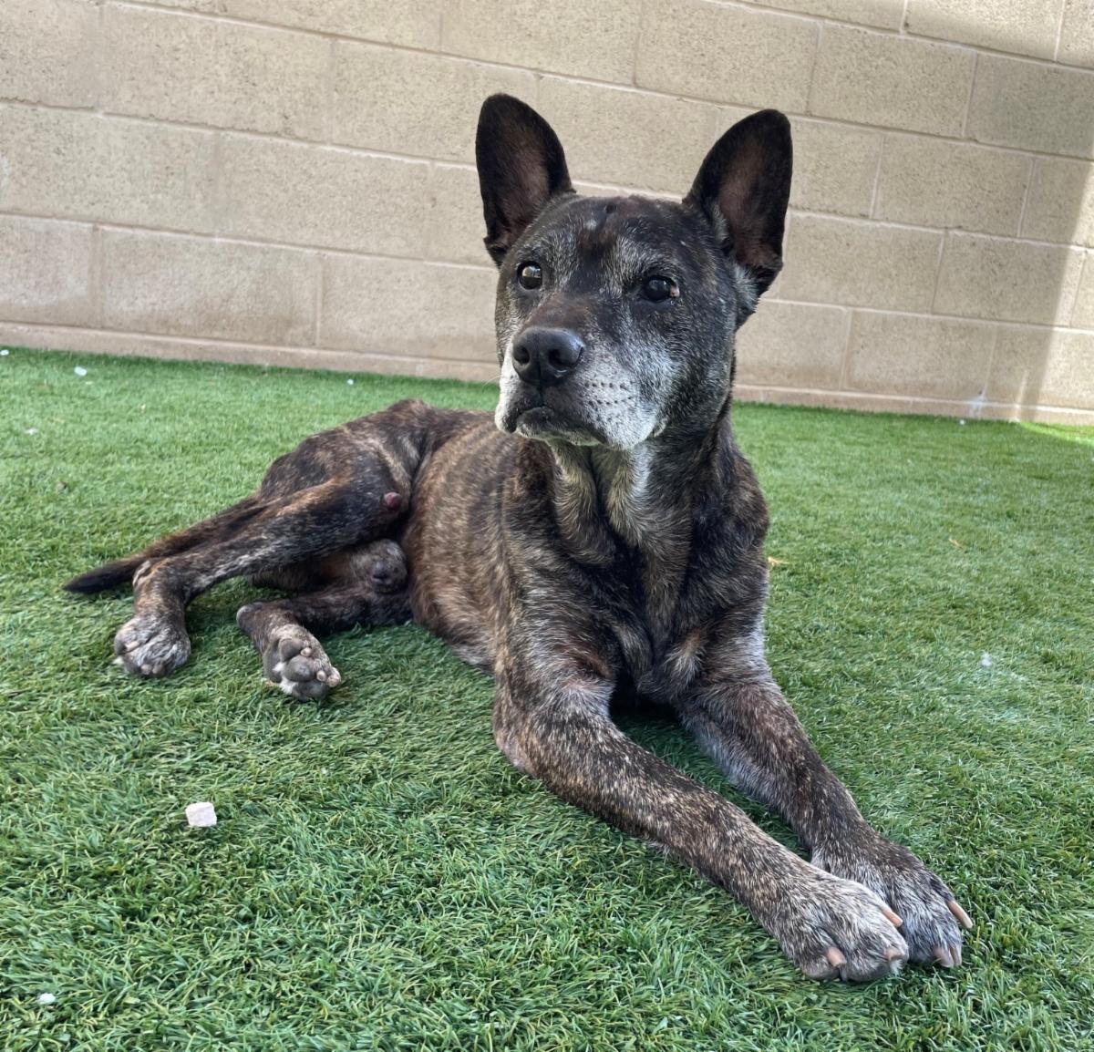 Happy Dogs - Hope Paws Support Fund Happy Dogs - Hope Paws Support Fund - 6f3e3418 8919 41da 9f20 529ae908cdb1
