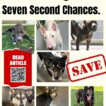Rescue Updates: Chico, Perry, Ace, Maze, Zanky, Blue, Katana - Hope Paws Support Fund Rescue Updates: Chico, Perry, Ace, Maze, Zanky, Blue, Katana - Hope Paws Support Fund - 7 doga
