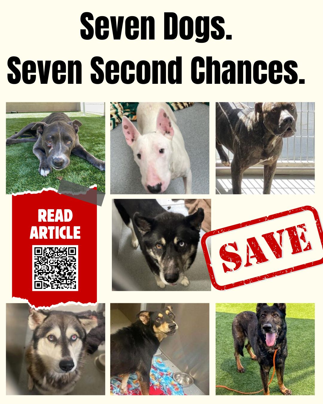 Rescue Updates: Chico, Perry, Ace, Maze, Zanky, Blue, Katana - Hope Paws Support Fund - 7 doga