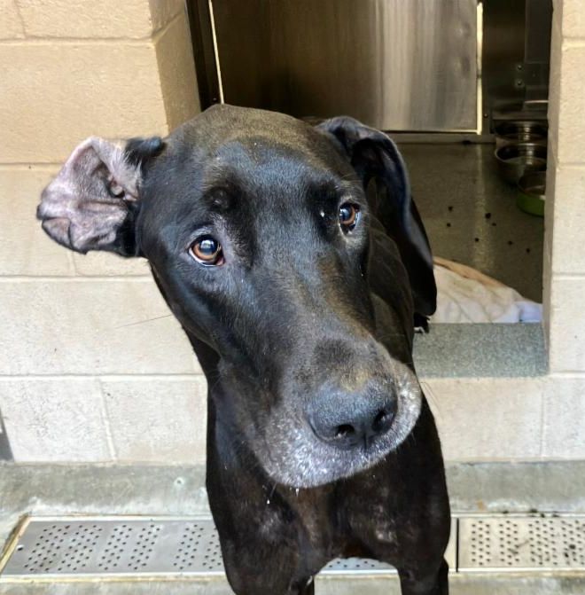 Happy Dogs - Hope Paws Support Fund Happy Dogs - Hope Paws Support Fund - 7c9df90f 24c8 4444 b724 7c01febc8111