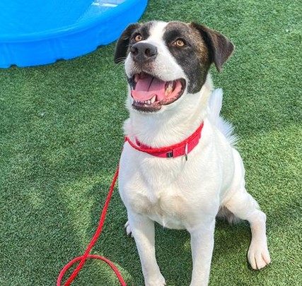Happy Dogs - Hope Paws Support Fund Happy Dogs - Hope Paws Support Fund - 84a6ee09 5953 4ca8 b943 5e8925475090