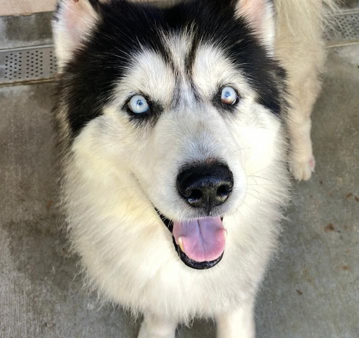 Happy Dogs - Hope Paws Support Fund Happy Dogs - Hope Paws Support Fund - 875160be 1518 4ba8 90e6 77cfb821d616
