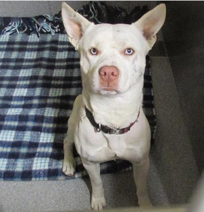 Happy Dogs - Hope Paws Support Fund Happy Dogs - Hope Paws Support Fund - 8b2b8ff9 7bee 400c 8b74 8cdccaa68105