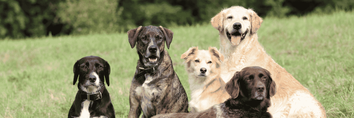 Get Help - Hope Paws Support Fund - Heading 101