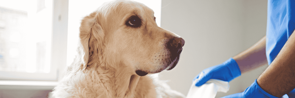 Get Help - Hope Paws Support Fund - Heading 102