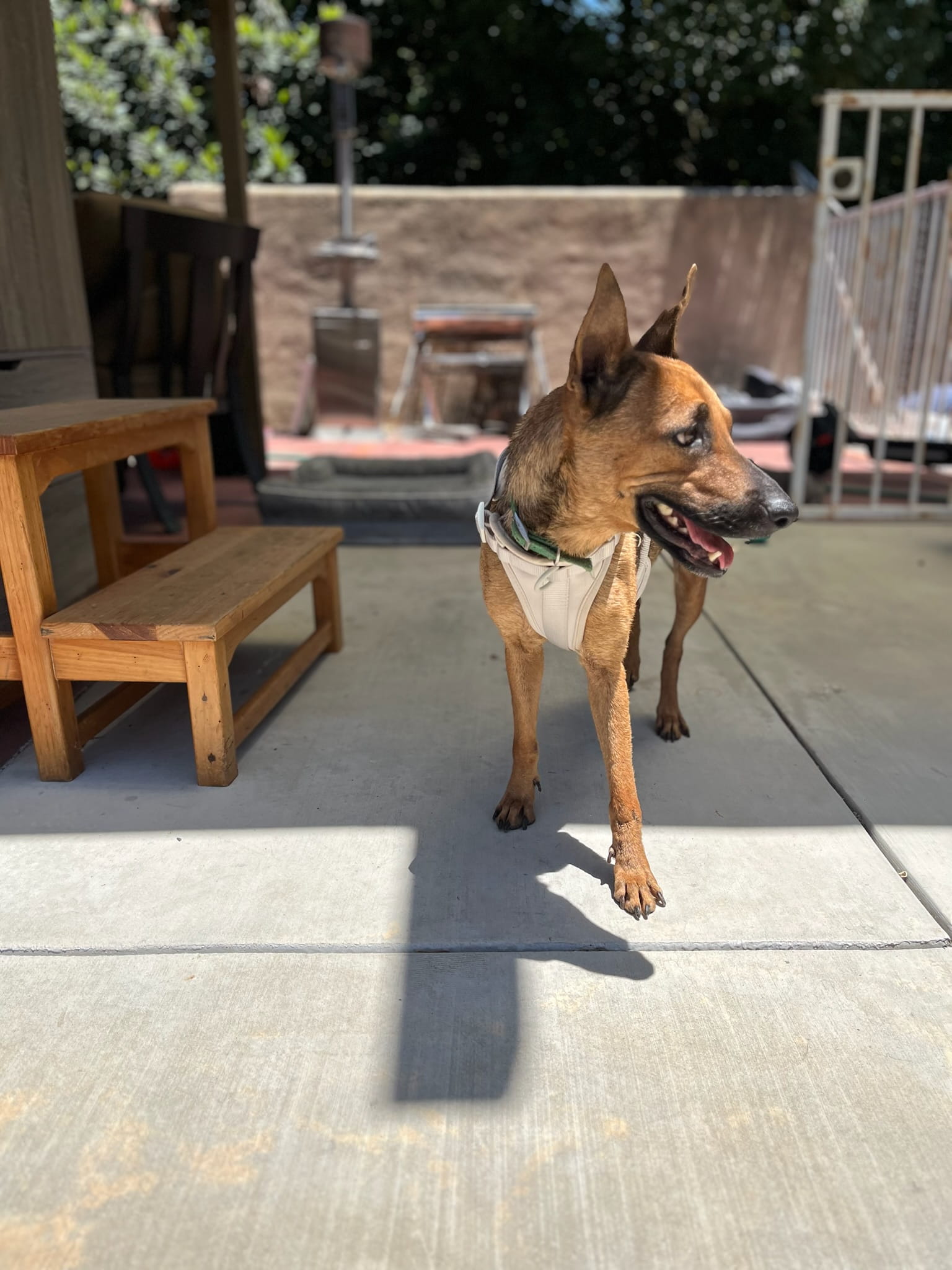 Adoptable Dogs – Foster or Adopt - Hope Paws Support Fund - IMG 3230