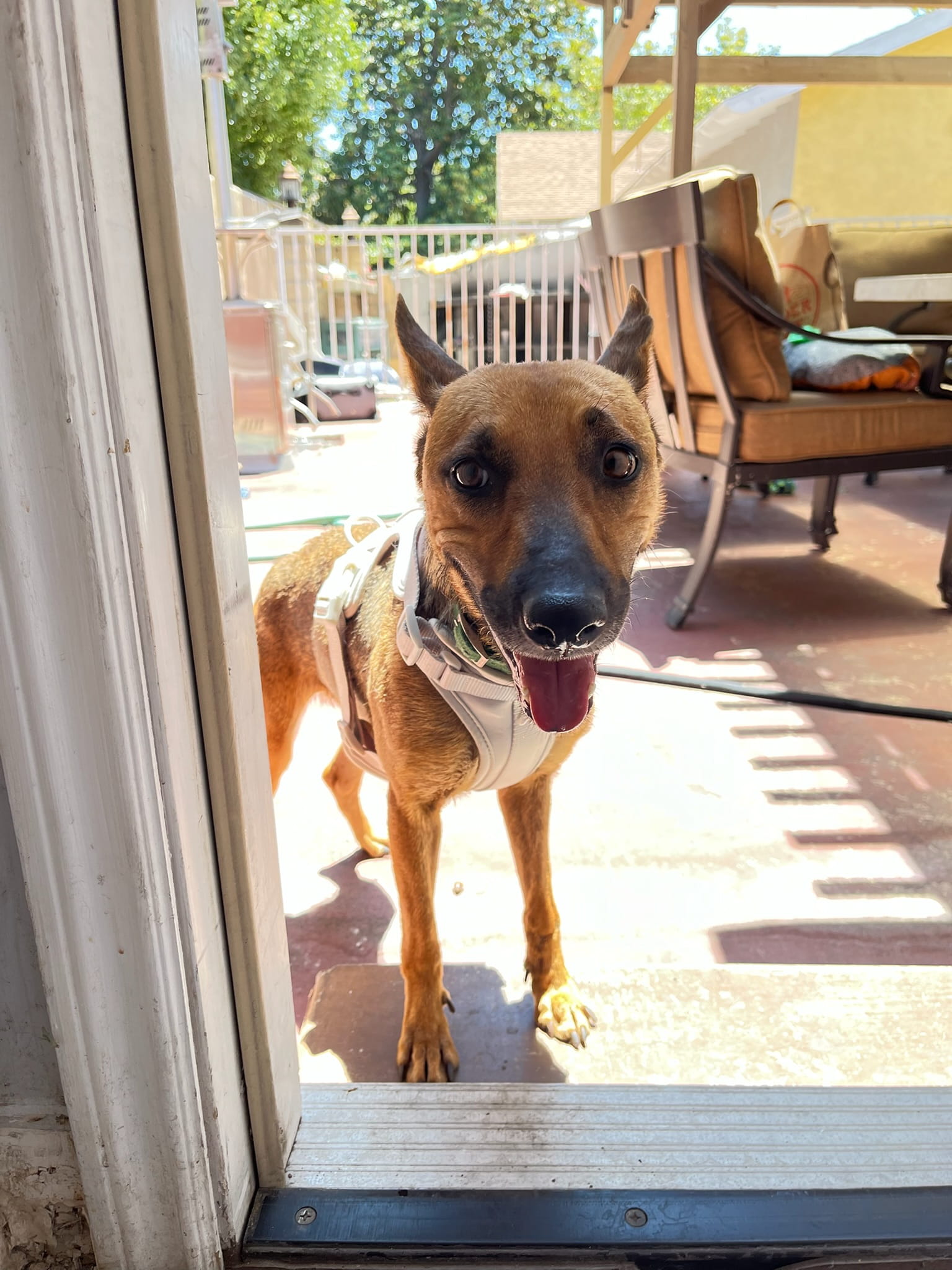 Adoptable Dogs – Foster or Adopt - Hope Paws Support Fund - IMG 3231