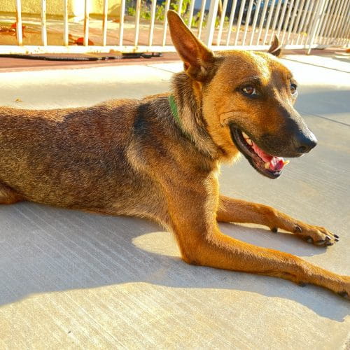 Adoptable Dogs – Foster or Adopt - Hope Paws Support Fund - IMG 3588 500x500 1