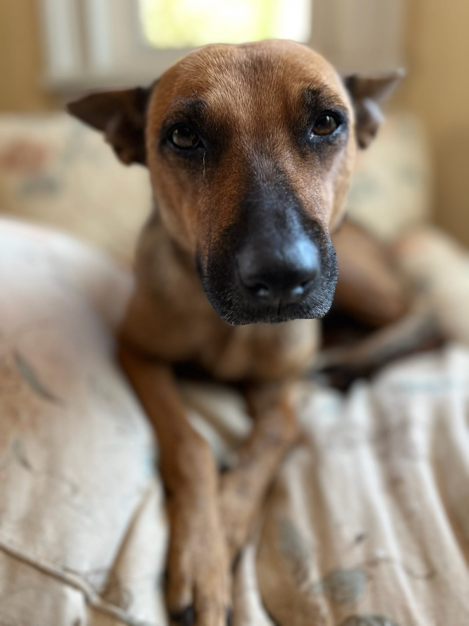 Adoptable Dogs – Foster or Adopt - Hope Paws Support Fund - IMG 4227