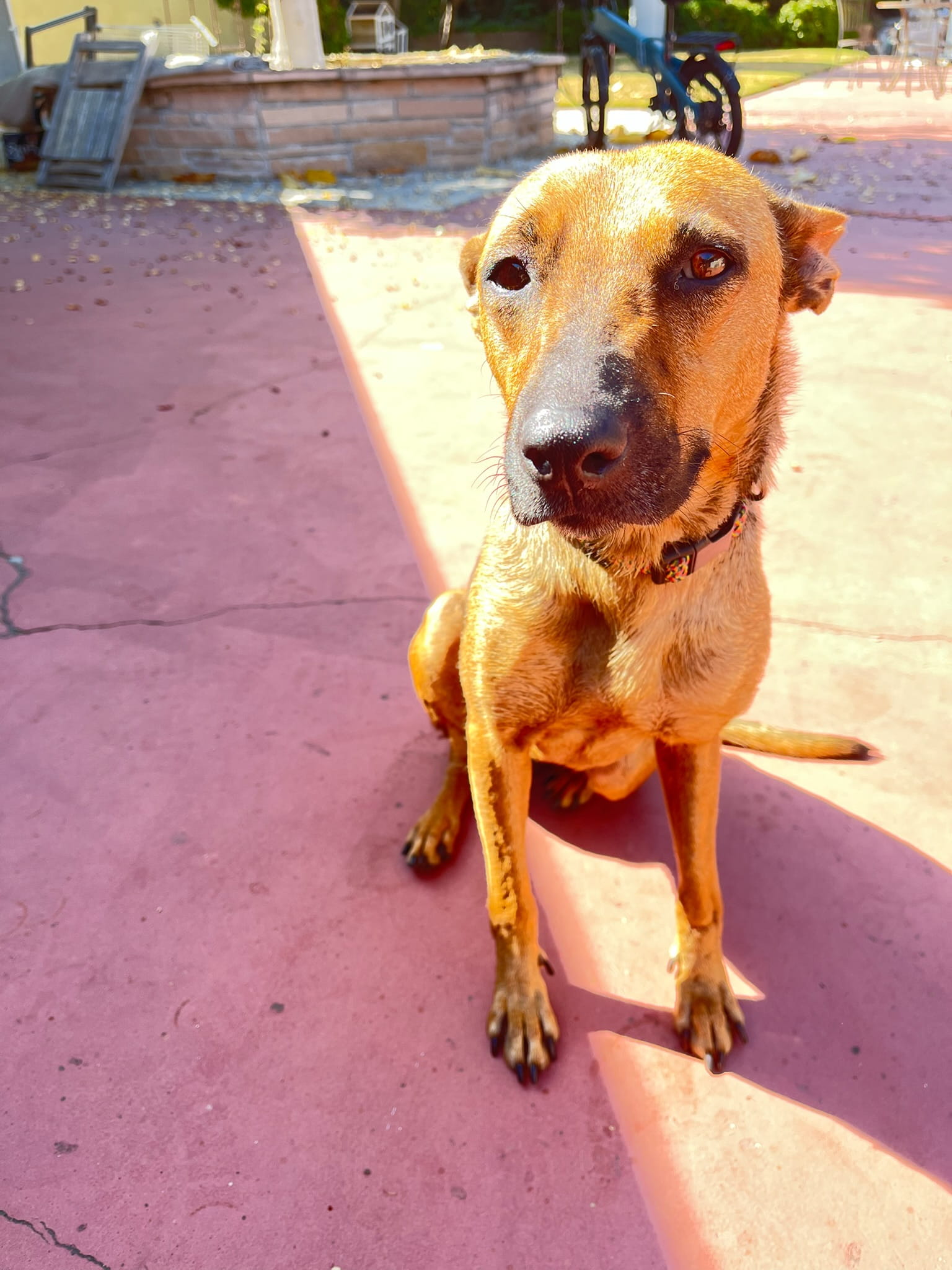 Adoptable Dogs – Foster or Adopt - Hope Paws Support Fund - IMG 4264