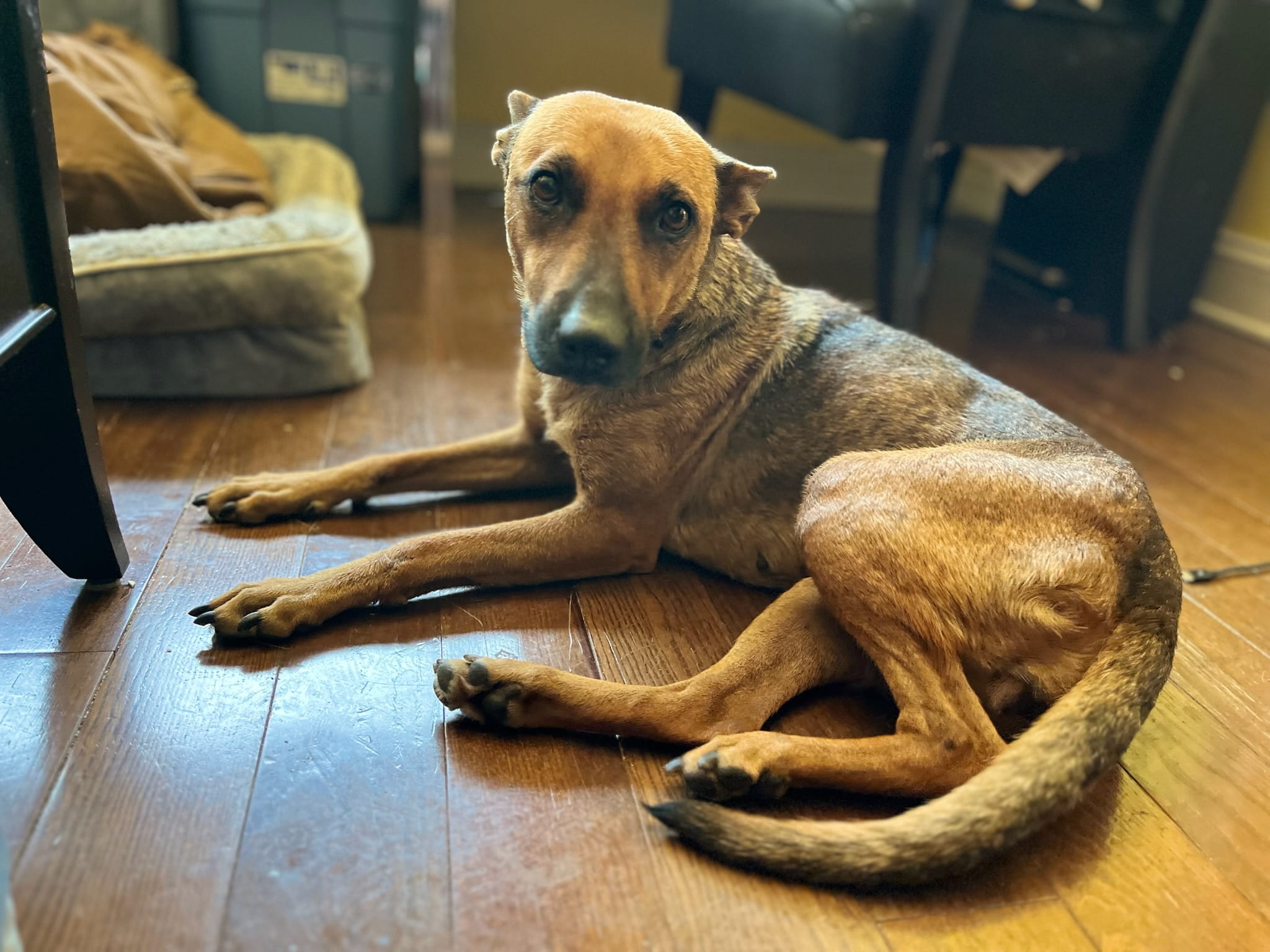 Adoptable Dogs – Foster or Adopt - Hope Paws Support Fund - IMG 4808