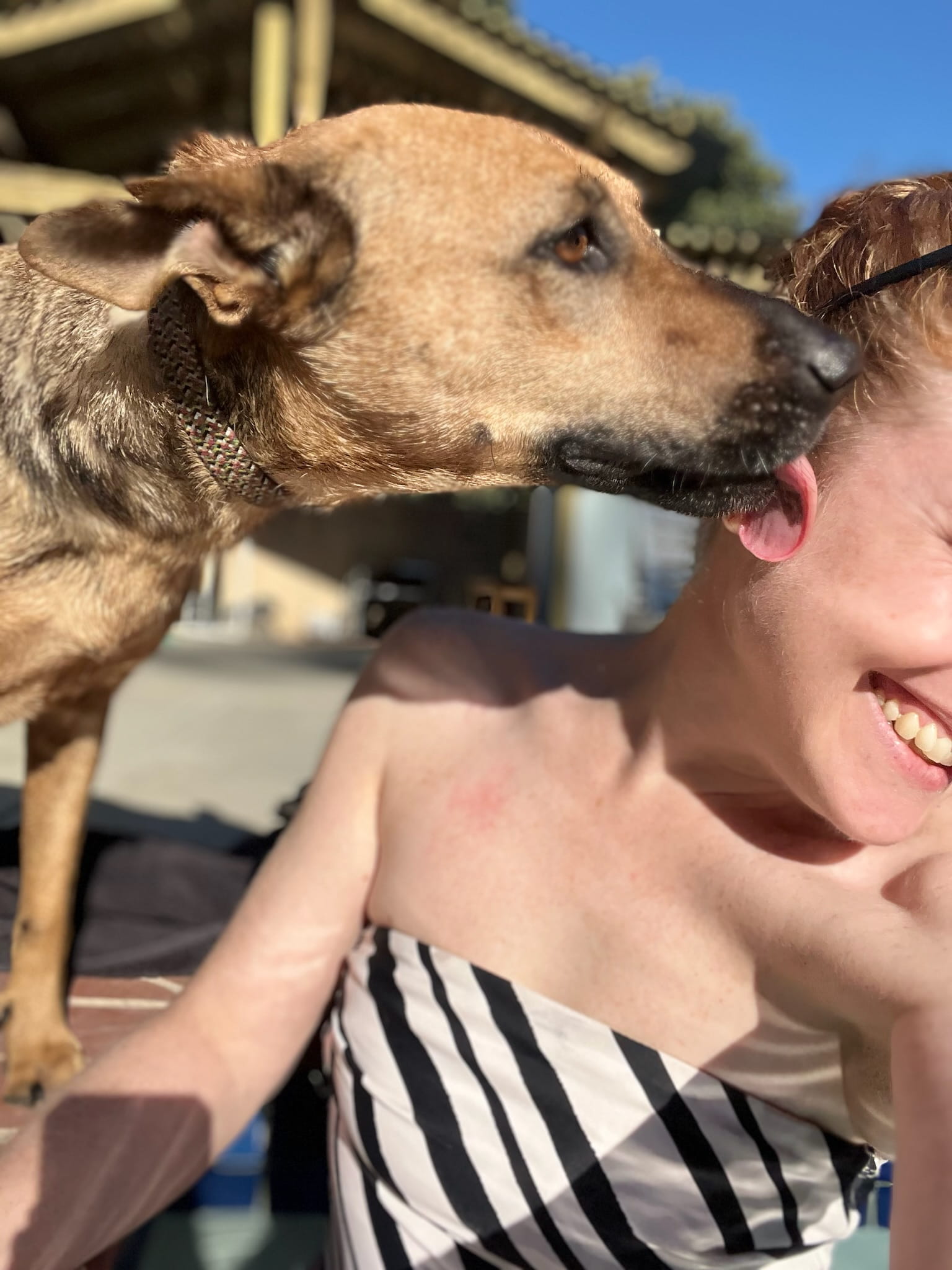 Adoptable Dogs – Foster or Adopt - Hope Paws Support Fund - IMG 5958