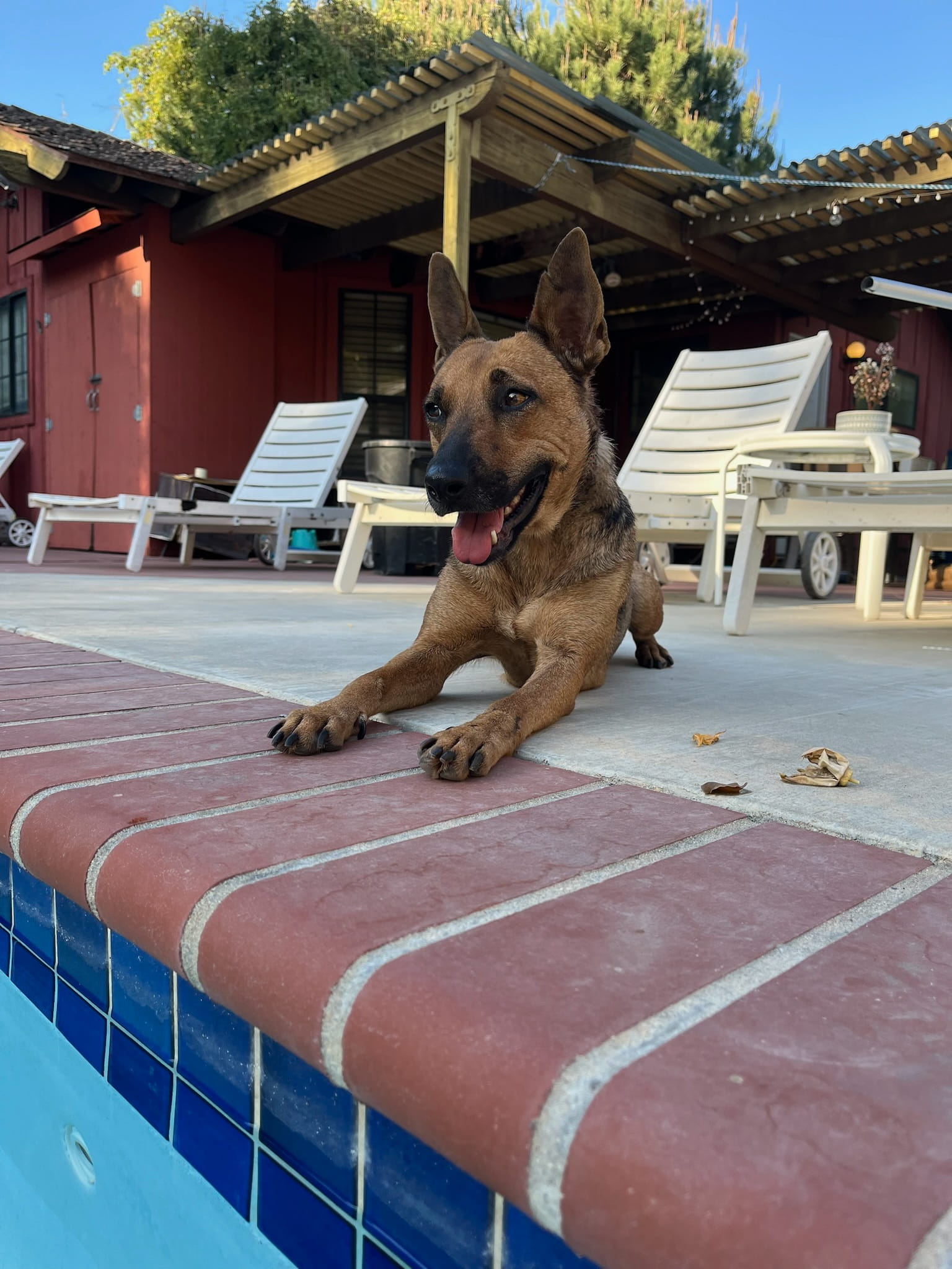 Adoptable Dogs – Foster or Adopt - Hope Paws Support Fund - IMG 5966