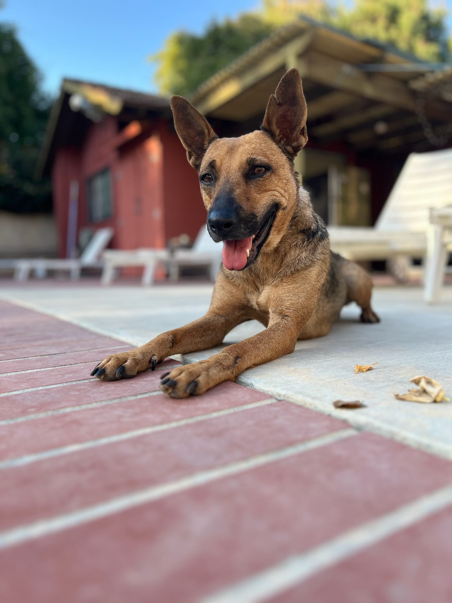 Adoptable Dogs – Foster or Adopt - Hope Paws Support Fund - IMG 5967