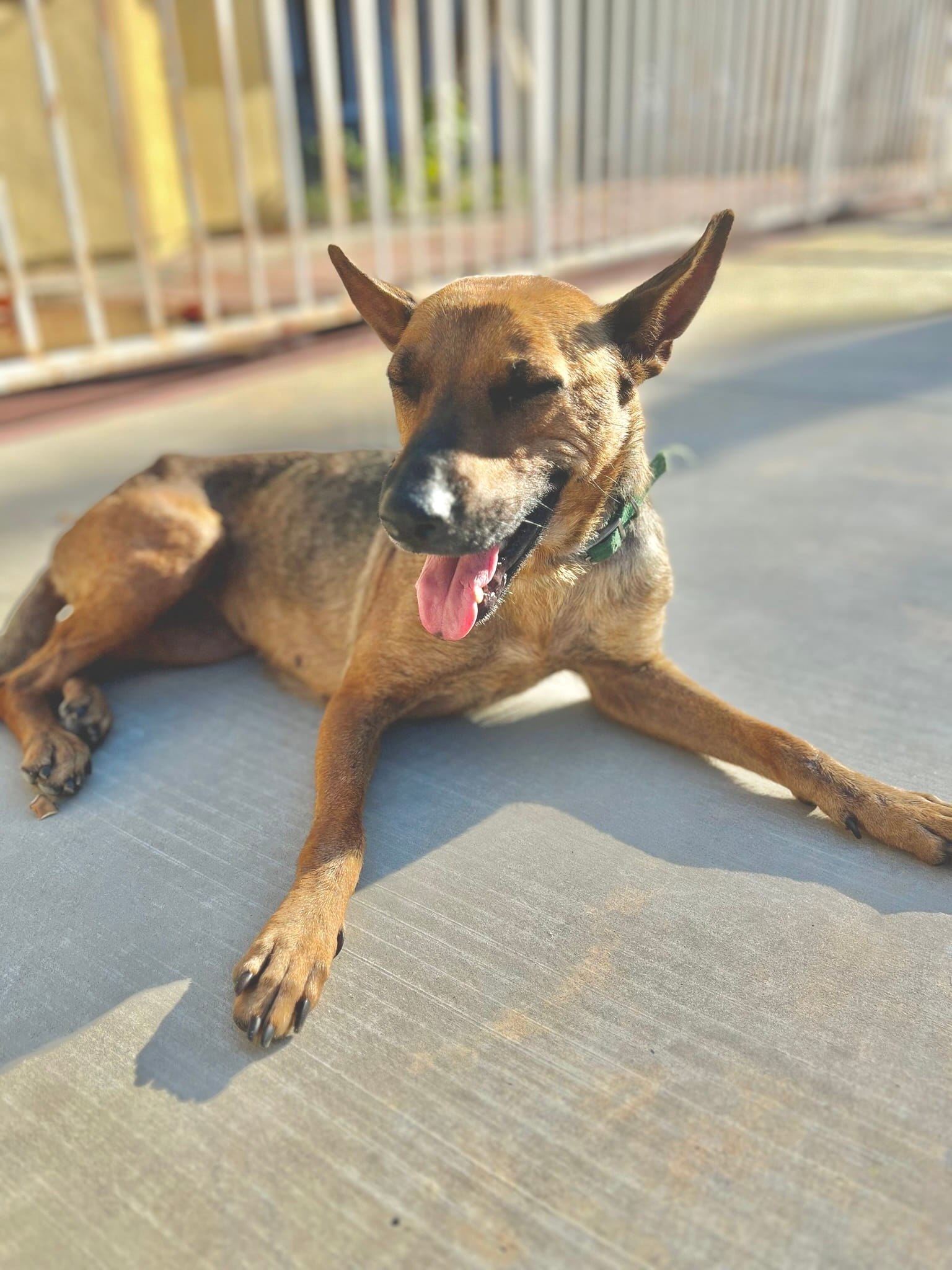 Adoptable Dogs – Foster or Adopt - Hope Paws Support Fund - IMG 7748