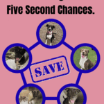 Rescue & Grant Updates: ANGEL, NAMOR, RON, WANDA, SILVER - Hope Paws Support Fund - article 5 dogs1