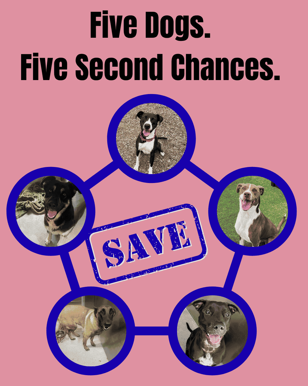 Rescue & Grant Updates: ANGEL, NAMOR, RON, WANDA, SILVER - Hope Paws Support Fund - article 5 dogs1