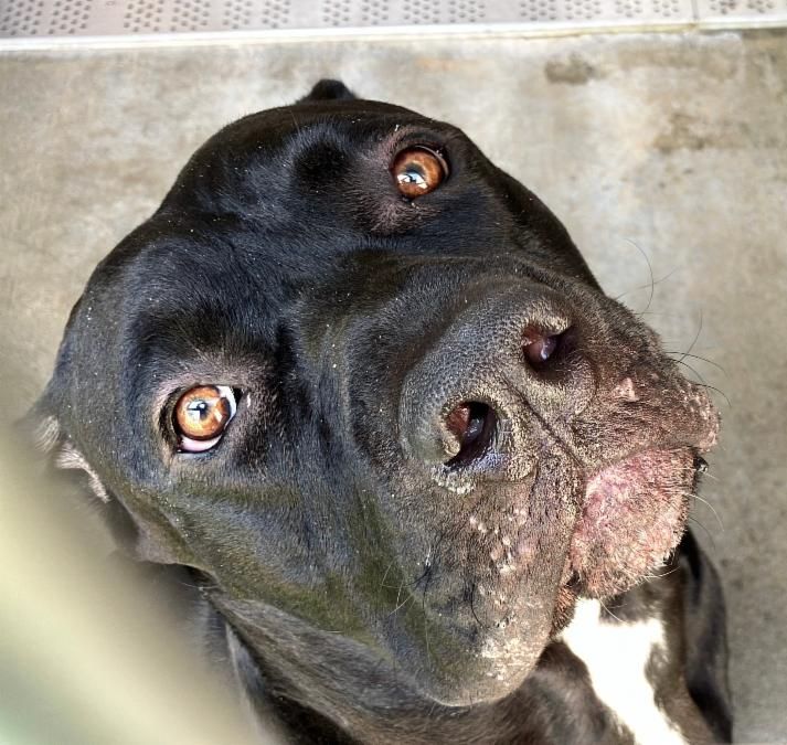 Dogs in Need of Rescue - Hope Paws Support Fund Dogs in Need of Rescue - Hope Paws Support Fund - bc5b883f dfe6 4e9c 99ef 93661f1cca7e