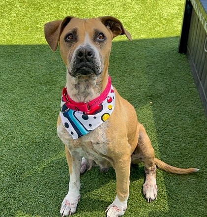 Happy Dogs - Hope Paws Support Fund Happy Dogs - Hope Paws Support Fund - be7e4a0b 6d23 4a33 89e8 65cccbdbe4ab