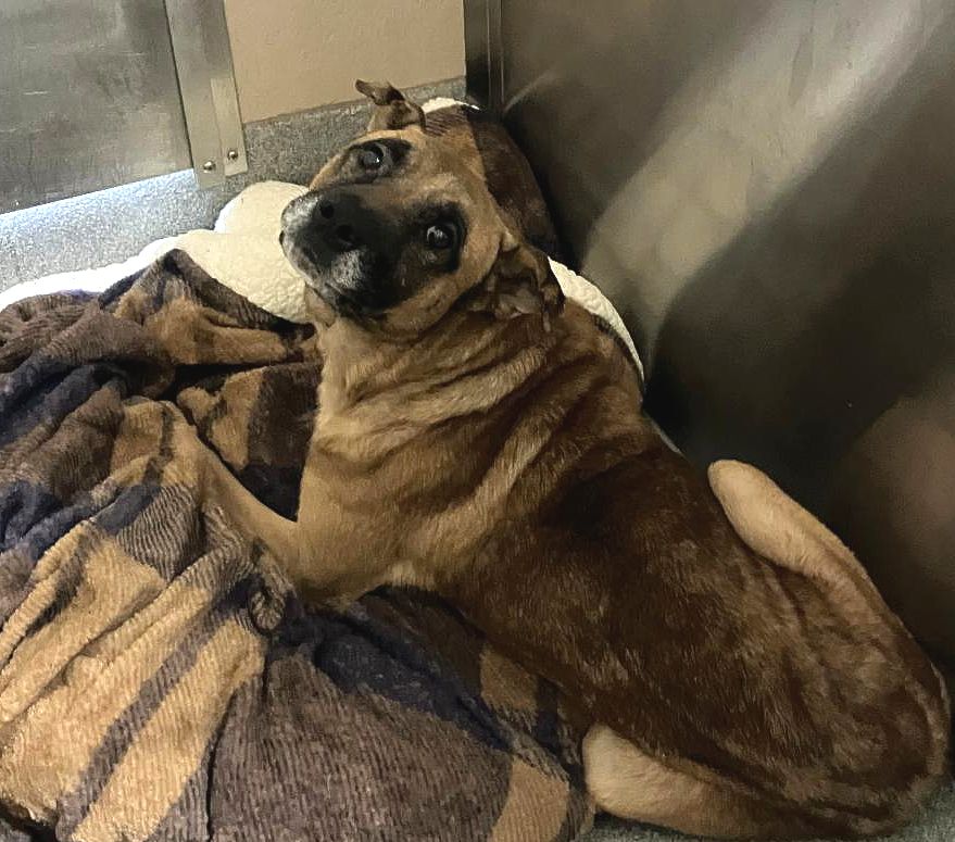 Dogs in Need of Rescue - Hope Paws Support Fund Dogs in Need of Rescue - Hope Paws Support Fund - brisco1