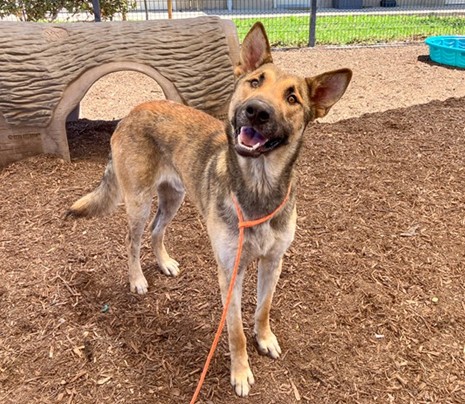 Happy Dogs - Hope Paws Support Fund Happy Dogs - Hope Paws Support Fund - ea94c313 1af6 4a2c a4a1 6254a94395fa