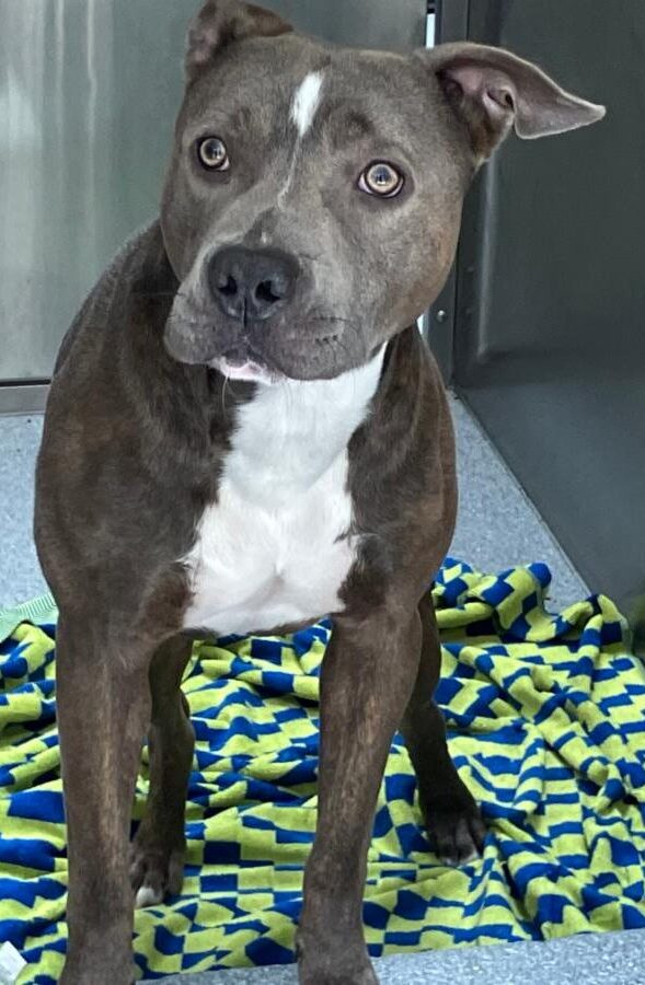   - Hope Paws Support Fund - efc12c0b fb34 4c27 bde9 f61ad7470e21 e1786411371885