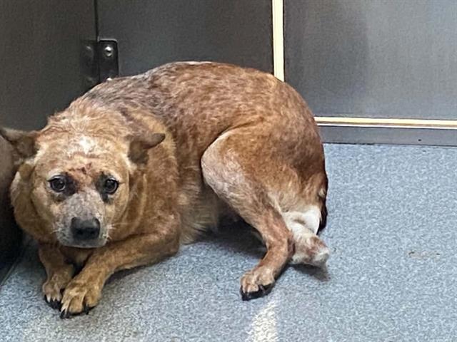 Help Ella Heal – Nursing Mama Dog Hit by Car, Needs Medical Care - Hope Paws Support Fund Help Ella Heal – Nursing Mama Dog Hit by Car, Needs Medical Care - Hope Paws Support Fund - ella1
