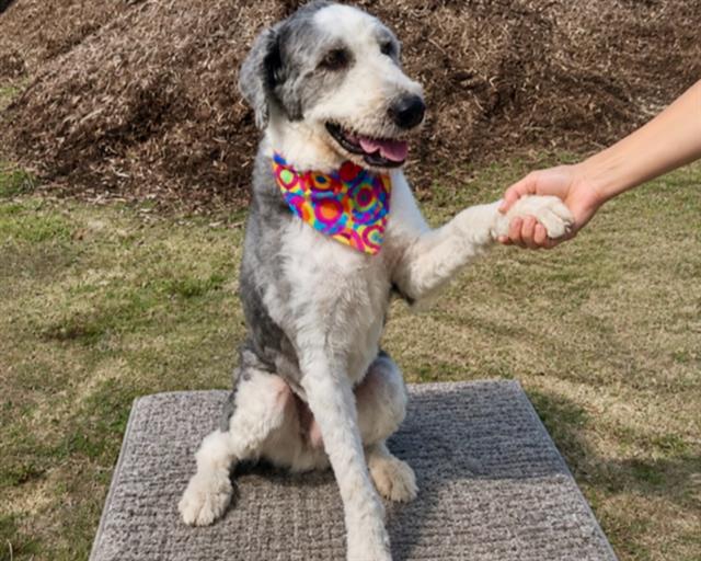 Happy Dogs - Hope Paws Support Fund Happy Dogs - Hope Paws Support Fund - f27f7ed0 7b6b 4c67 9695 bc6716e75a06