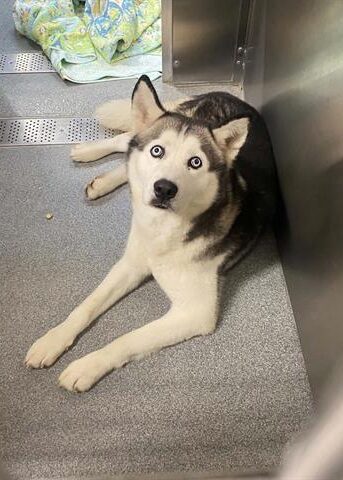   - Hope Paws Support Fund - h1 e1786857896306