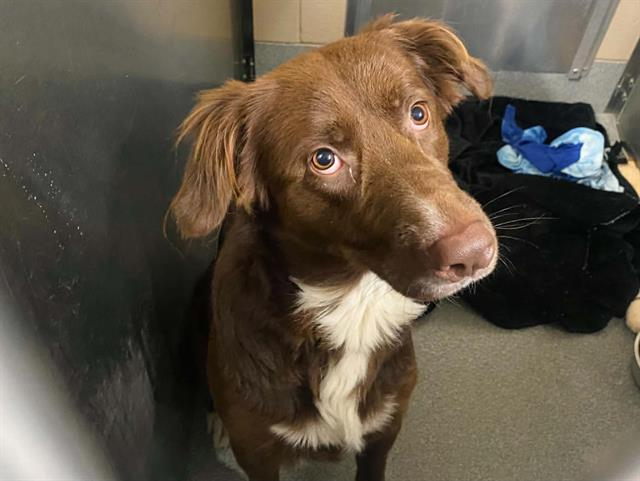 Program Progress Tracker - our Commitments - Hope Paws Support Fund Program Progress Tracker - our Commitments - Hope Paws Support Fund - image 19