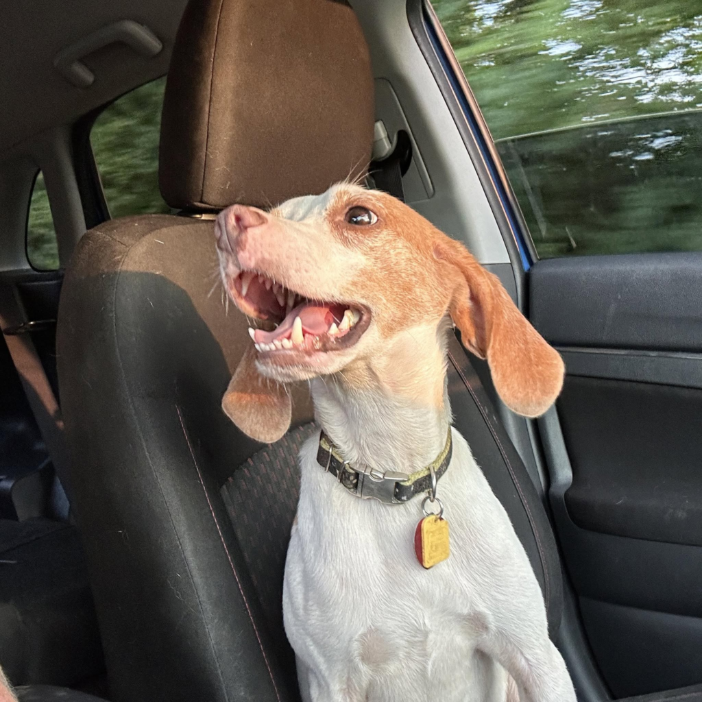 Rescue & Grant Updates: ANGEL, NAMOR, RON, WANDA, SILVER - Hope Paws Support Fund Rescue & Grant Updates: ANGEL, NAMOR, RON, WANDA, SILVER - Hope Paws Support Fund - image 2