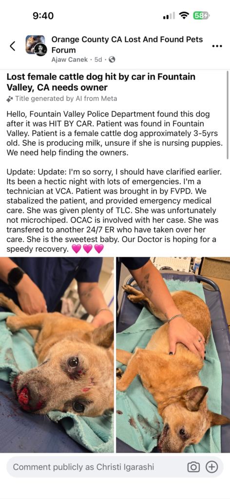 Help Ella Heal – Nursing Mama Dog Hit by Car, Needs Medical Care - Hope Paws Support Fund Help Ella Heal – Nursing Mama Dog Hit by Car, Needs Medical Care - Hope Paws Support Fund - image