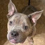 STORMI’S SURGERY SUCCESS STORY! - Hope Paws Support Fund STORMI’S SURGERY SUCCESS STORY! - Hope Paws Support Fund - 178935280662bd6d619e 53 IMG 8622 rotated 1 edited