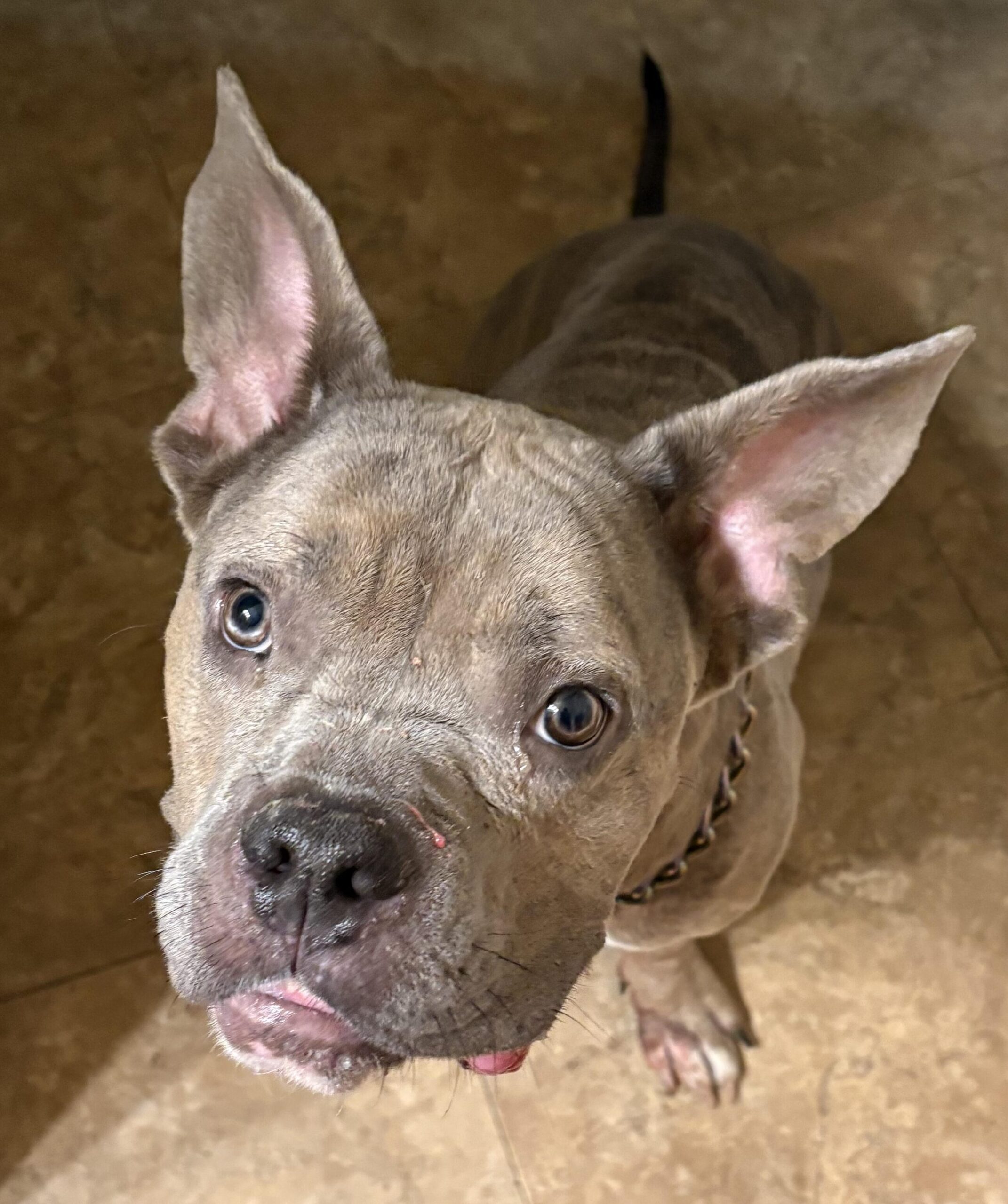- Hope Paws Support Fund - Hope Paws Support Fund - 178935280662bd6d619e 53 IMG 8622 rotated 1 edited scaled