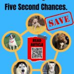 Rescue & Grant Updates: Dolly, Toby, Frank, Mattew and Clancey - Hope Paws Support Fund - Article 5 dogs 2