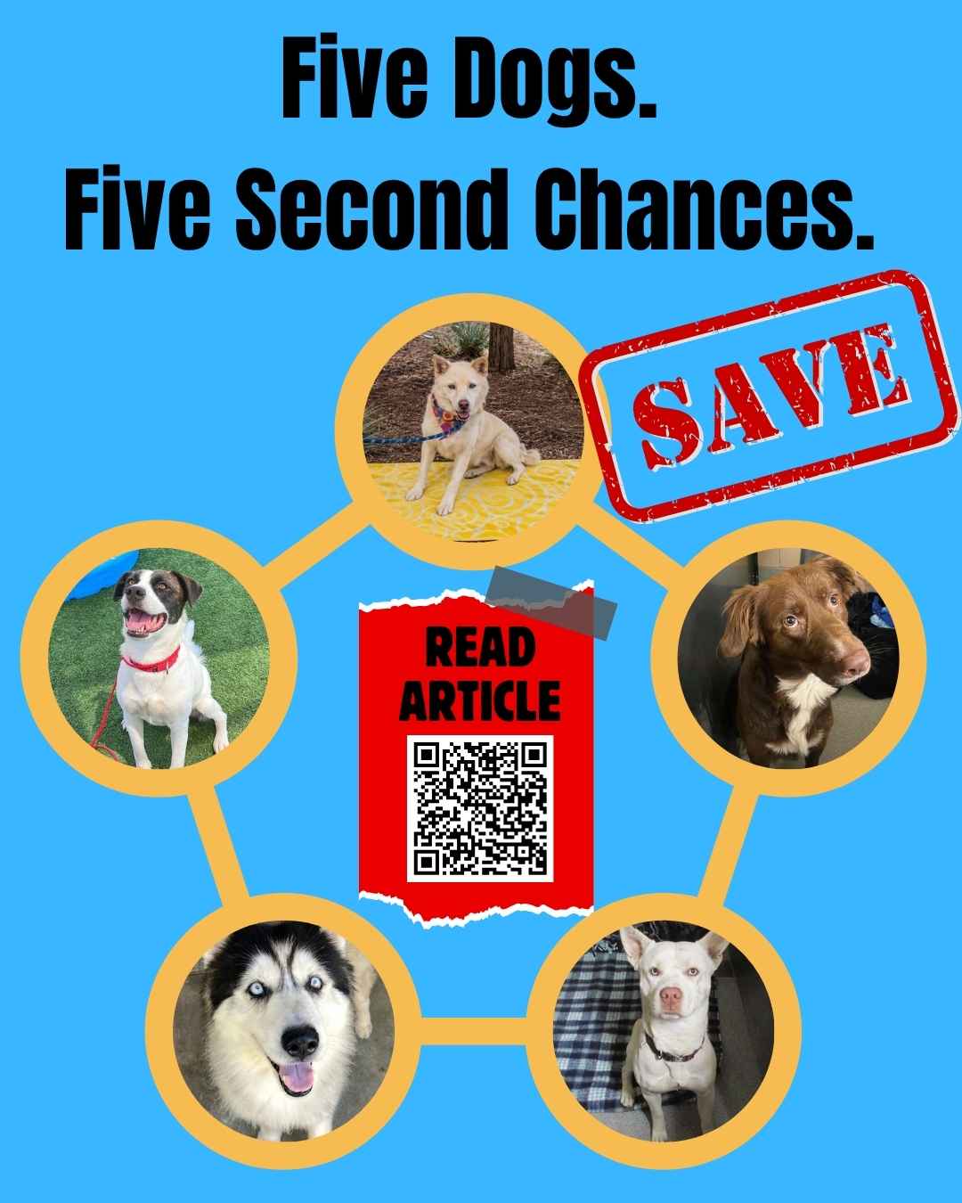 Rescue & Grant Updates: Dolly, Toby, Frank, Mattew and Clancey - Hope Paws Support Fund - Article 5 dogs 2