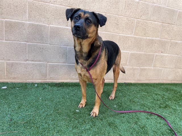 High Alert! Medical Shepherd A1976813 Evy - Hope Paws Support Fund - Evy