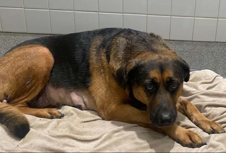 High Alert! Medical Shepherd A1976813 Evy - Hope Paws Support Fund - Evy1