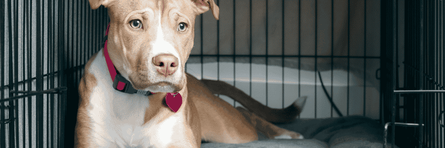 &nbsp; - Hope Paws Support Fund - Heading 51 1