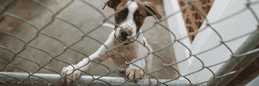 &nbsp; - Hope Paws Support Fund - Heading 52