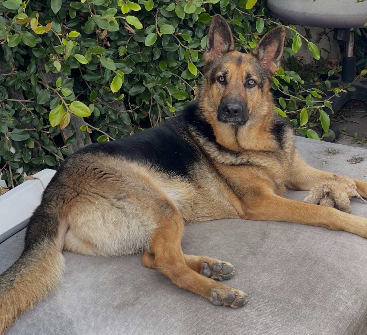 - Hope Paws Support Fund - Hope Paws Support Fund - Reina photo e1788986631946
