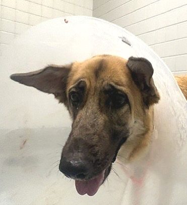&nbsp; - Hope Paws Support Fund - e6f1d3e7 cb40 4b13 a222 418bb11c5057 edited