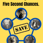 Rescue & Grant Updates: Polly, Kaiba, Burlington, Hopper, Morticia - Hope Paws Support Fund - rescue update 5