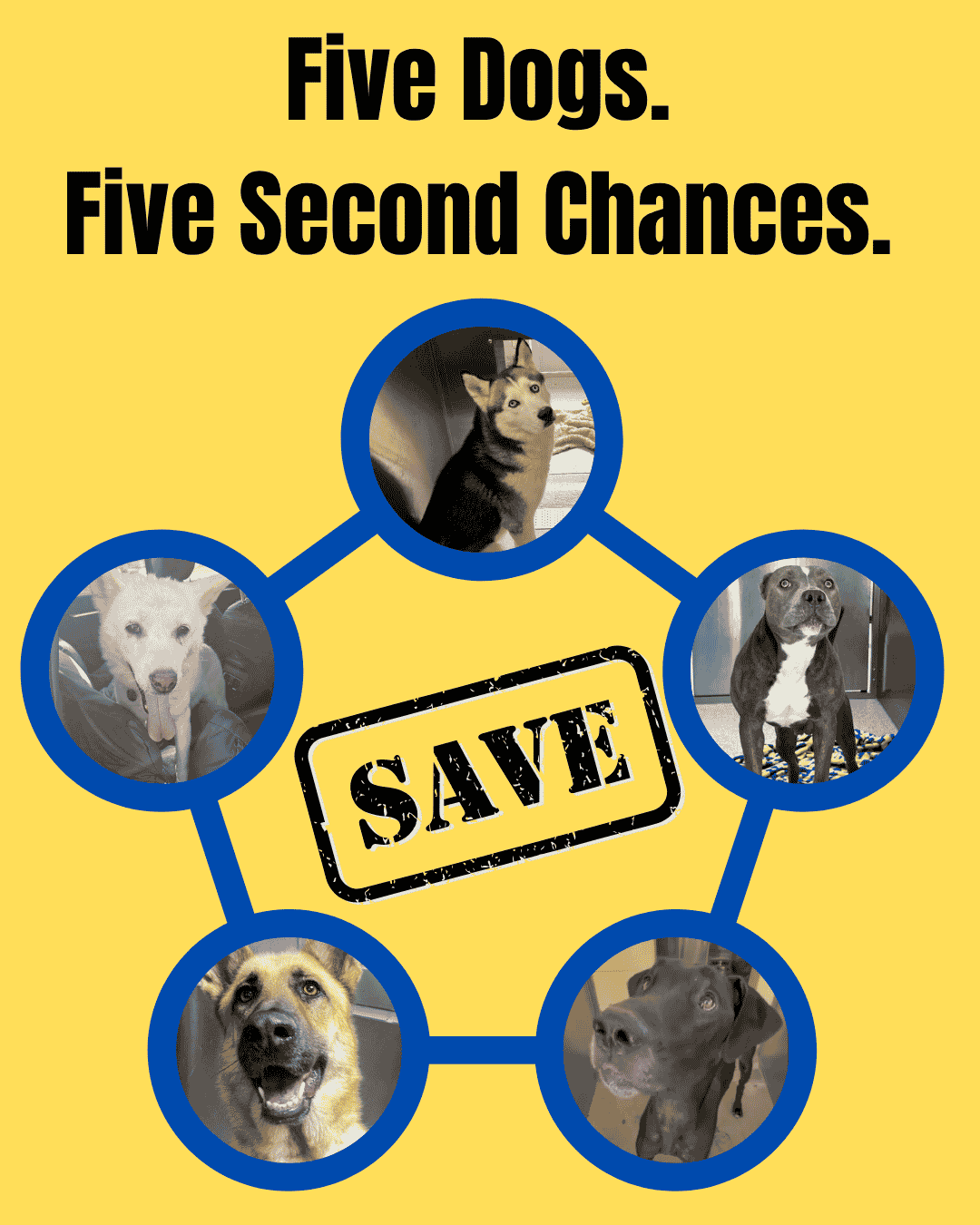 Rescue & Grant Updates: Polly, Kaiba, Burlington, Hopper, Morticia - Hope Paws Support Fund Rescue & Grant Updates: Polly, Kaiba, Burlington, Hopper, Morticia - Hope Paws Support Fund - rescue update 5