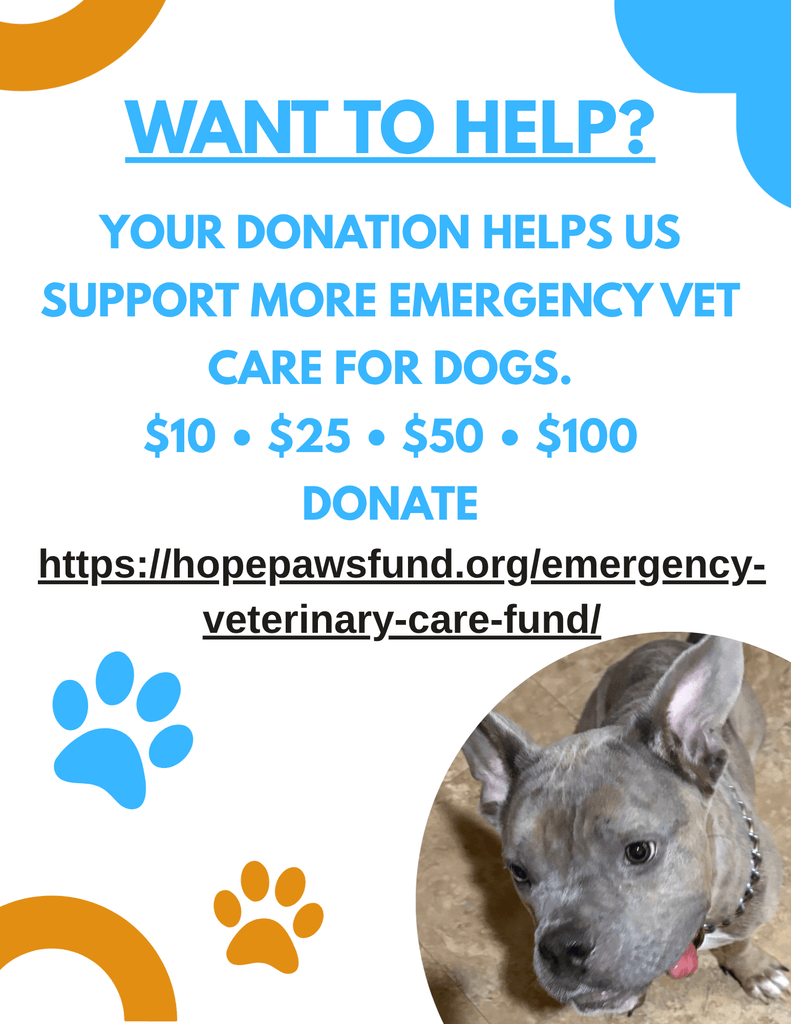 &nbsp; - Hope Paws Support Fund - 10