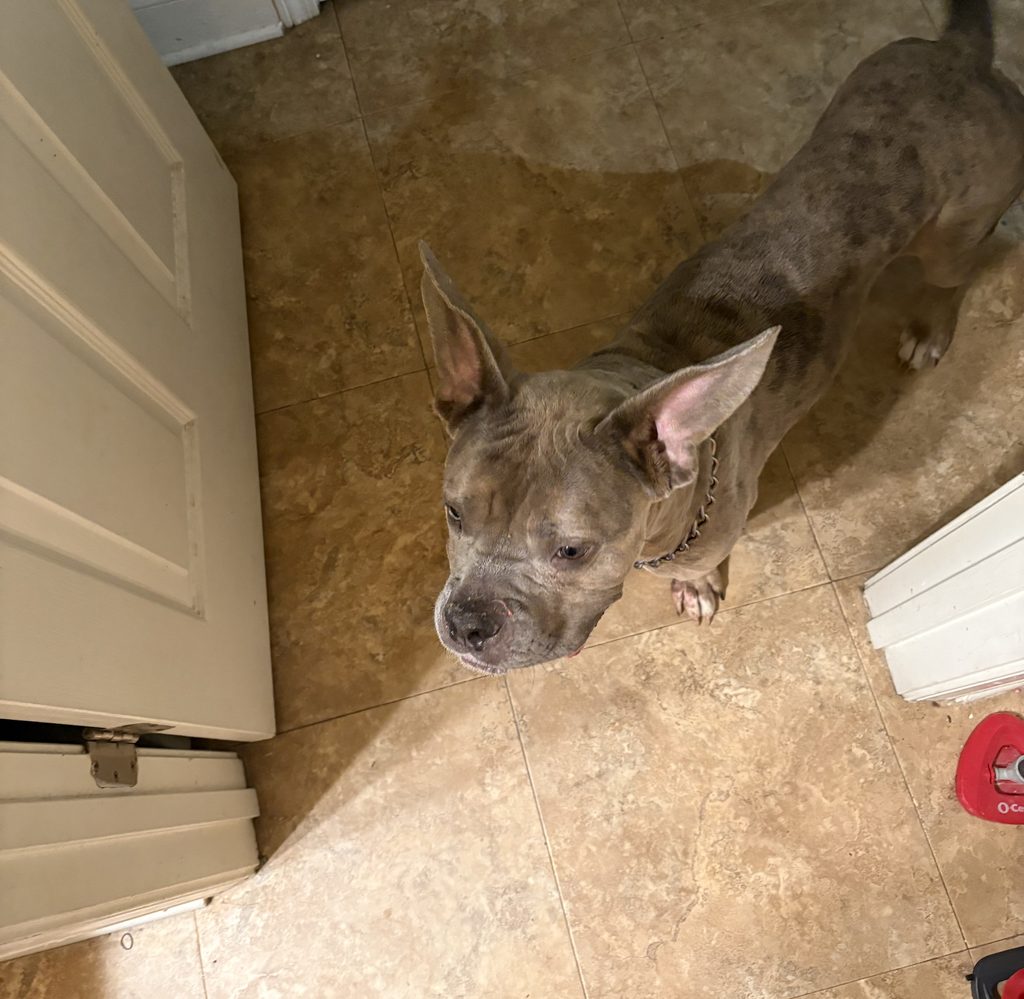 STORMI’S SURGERY SUCCESS STORY! - Hope Paws Support Fund - 178935280662bd6d619e 52 IMG 8621
