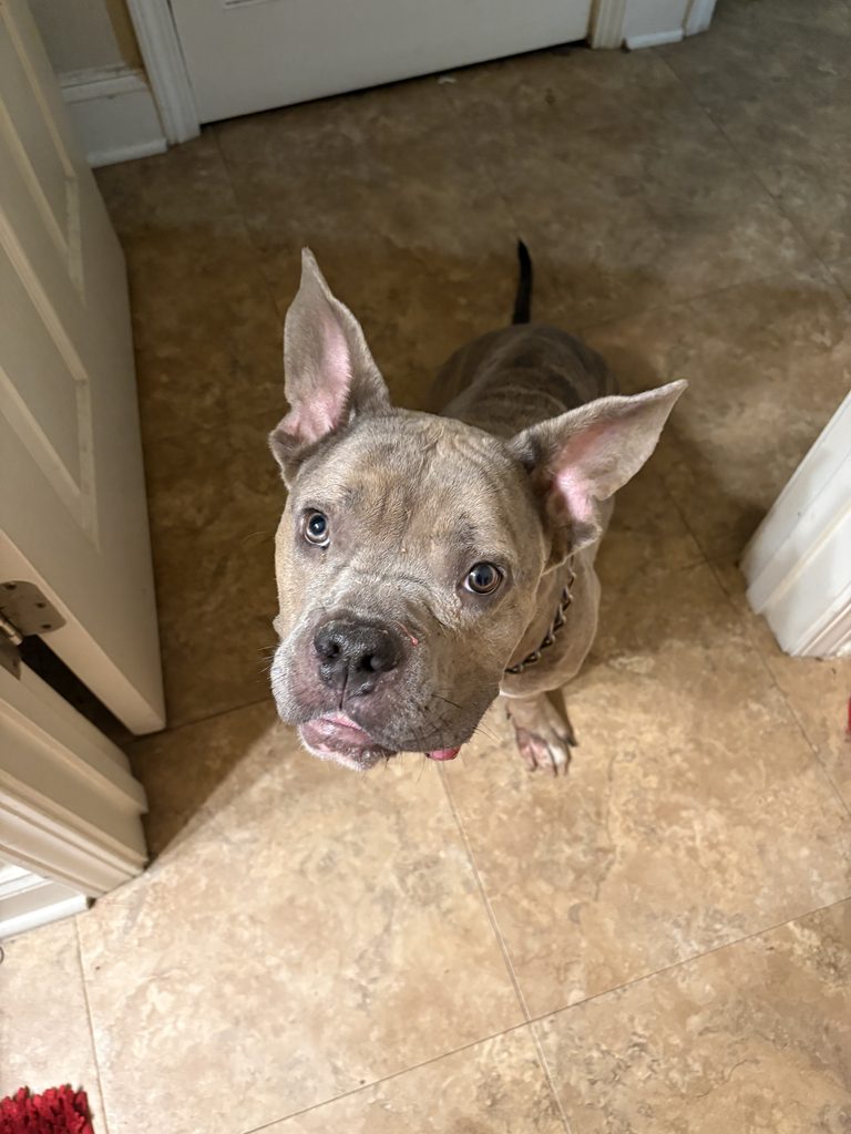 STORMI’S SURGERY SUCCESS STORY! - Hope Paws Support Fund - 178935280662bd6d619e 53 IMG 8622