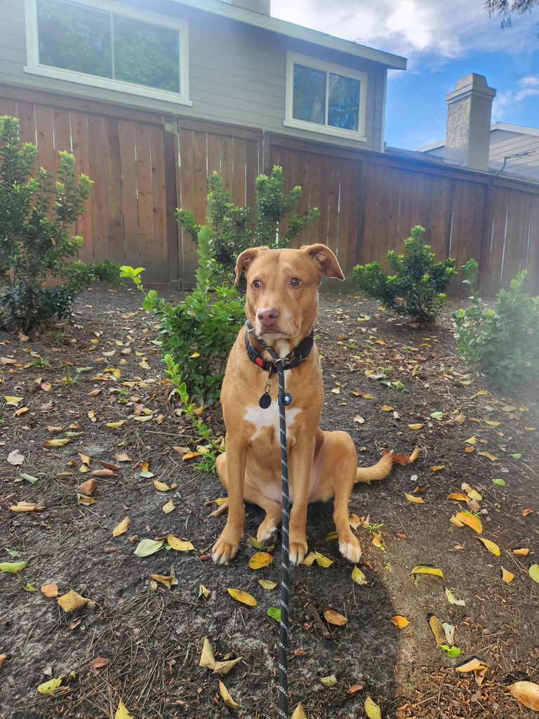 About Hope Paws Support Fund - Hope Paws Support Fund - 20260314 083533